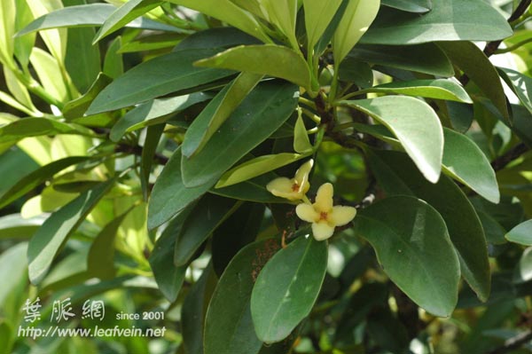 Garcinia oblongifolia